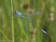 Lestes macrostigma