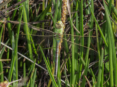 Anax imperator
