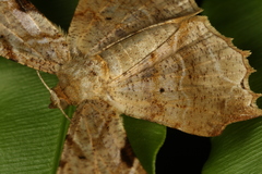 Krananda oliveomarginata