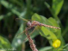 Trithemis annulata