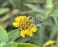 Prionyx kirbii marginatus