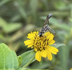 Prionyx kirbii marginatus