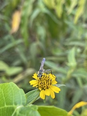 Prionyx kirbii marginatus