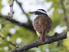 Pitangus sulphuratus