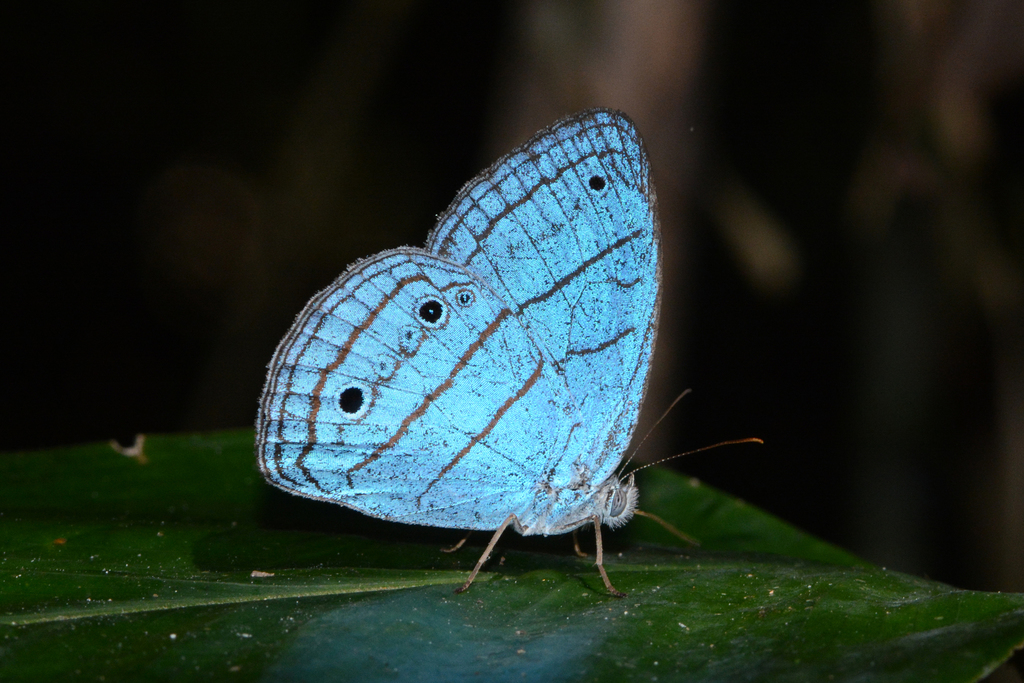 Caeruleuptychia coelica