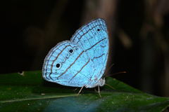 Caeruleuptychia coelica