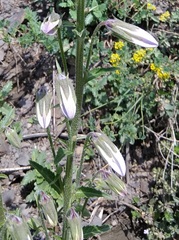 Campanula sarmatica