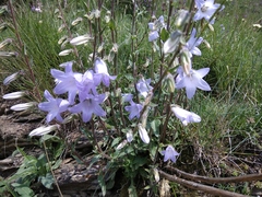 Campanula sarmatica