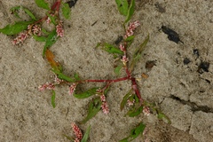 Persicaria tomentosa