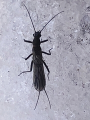 Allocapnia pygmaea