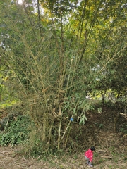 Phyllostachys rubromarginata