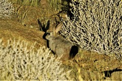 Pronolagus randensis