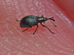 Ischnopterapion virens