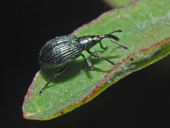 Ischnopterapion virens