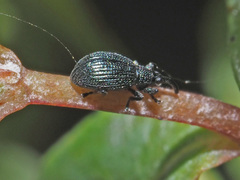 Ischnopterapion virens