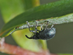 Ischnopterapion virens
