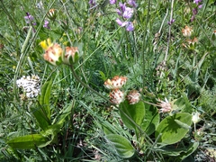 Anthyllis vulneraria boissieri