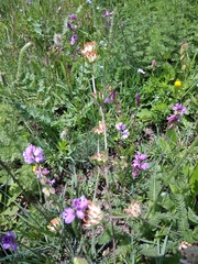 Anthyllis vulneraria boissieri