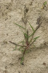 Eragrostis amurensis