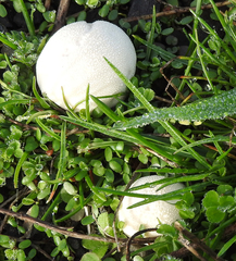 Vascellum lloydianum