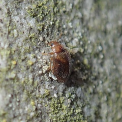 Rhyzobius litura