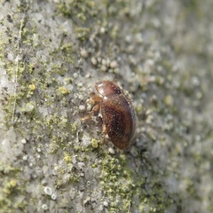 Rhyzobius litura