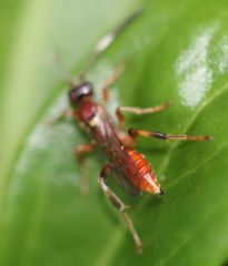 Ichneumon annulatorius