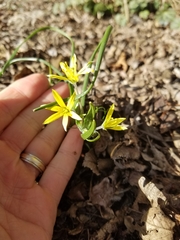 Gagea lutea