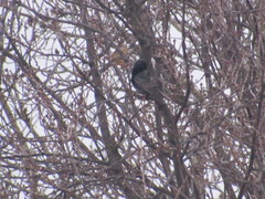 Sturnus vulgaris
