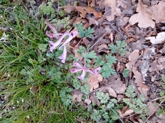 Corydalis paczoskii