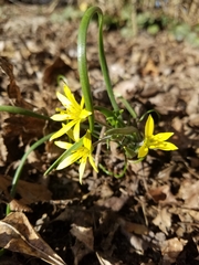 Gagea lutea