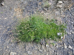 Silene linearifolia