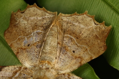 Krananda oliveomarginata