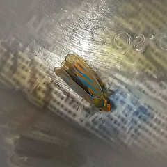 Ferrariana trivittata
