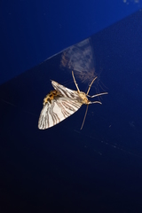 Callabraxas compositata