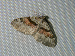 Xanthorhoe packardata