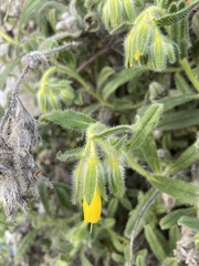 Onosma erecta erecta