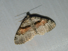 Xanthorhoe packardata