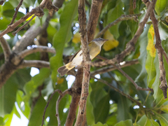 Setophaga ruticilla