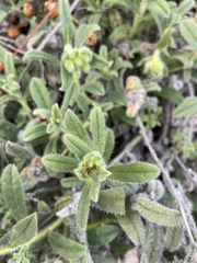 Onosma erecta erecta