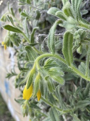 Onosma erecta erecta