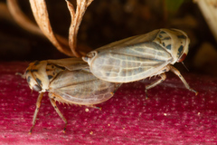 Macropsidius sahlbergi