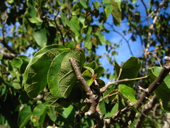 Bauhinia coulteri