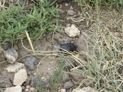 Philolithus sordidus