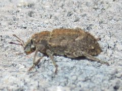 Listroderes difficilis