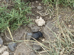 Philolithus sordidus