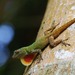 Dominican Graceful Anole - Photo (c) Pedro Genaro Rodriguez, some rights reserved (CC BY-NC), uploaded by Pedro Genaro Rodriguez