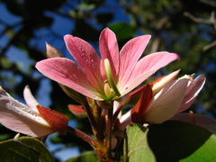 Bauhinia coulteri