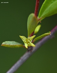 Rhamnus oleoides