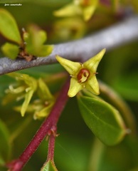 Rhamnus oleoides